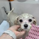 호빵펫살롱 이미지