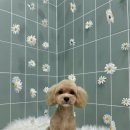 봄이네 애견 이미지