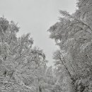 통큰엔설국 이미지