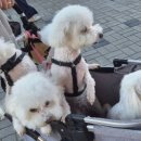 다둥이 축산 이미지