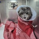 율하 위드동물병원 이미지