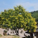 명성전설㈜ | [雲梯山 오어사] 원효, 혜공의 전설 ▷ 『저것이 내가 살린 물고기』