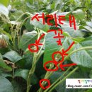 조이농장 이미지