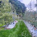 과수원집 | 강원도 횡성 치악산 사과 과수원 수확 후기