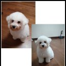 프리제(frise) 이미지