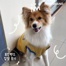 1952 | 포인핸드 입양후기[❤️입양후기❤️] 1952.카스