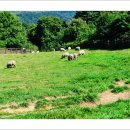 메밀목장 이미지