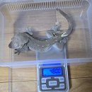 이하푸드 | G-Rep 슈퍼푸드 용과 리뷰이벤트! 1달 사용후기