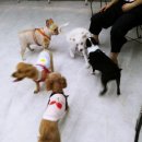 개밥주는고양이 이미지