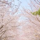 대구선동촌공원3 | 대구 벚꽃 명소 동촌둘레길 대구선옛길 산책로