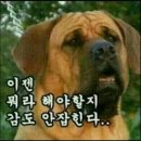 롱이카롱 네이버블로그