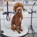 댕댕이모 이미지