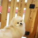 바비펫샵 이미지