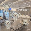 365 신원당 동물병원 | 꼼꼼한 검사와 친절한 진료에 감동한 경기동물의료원 강아지 혈변 구토 결장염 입원 솔직후기