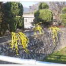 버드실샘 이미지