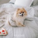 펑키코코