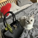 몽글그루밍 이미지