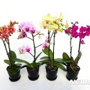 미니 축산 이미지