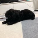 한샘동물병원 이미지