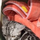 다솜고양이메디컬센터 금정점 이미지