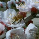 효선농장 이미지