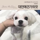 털뭉치살롱