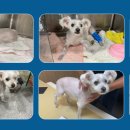 로얄동물외과수술센터 이미지