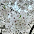 두 번째 벚꽃 | [또래지원단] 동작 청도지 또래지원단 두 번째 만남: 만양로 벚꽃 산책 힐링 후기