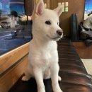 율목애견 | [백시바/시바견] 호도의 카페투어 &amp; 스몰스 (smols)