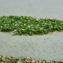 군남배수펌프장 이미지