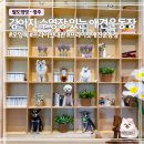 서울애견 | 서울 근교 애견운동장 | 강아지 수영장 있는 오잉독 후기
