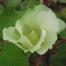 목화꽃(아욱과(─科 Malvaceae) 목화속(木花屬 Gossypium)에 속하는 여러 식물의 종자 섬유.) 이미지