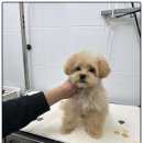 부산강아지분양 퍼피룸 이미지