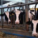 보은목장 이미지