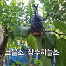 하늘소 - 제천시 원뜰로1길 11 | 하늘소