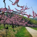 (주)복사꽃사람들 네이버블로그