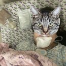 락준정신 이미지