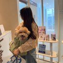 VIP동물의료센터 청담점 | 강남 동물병원 VIP 동물의료센터 마사지+침치료 받은 후기 (강아지 재활)