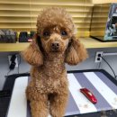 호텔스컴도그 화명점 이미지