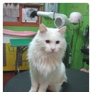 루이펫살롱 이미지