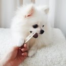 푸름켄넬 이미지