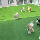 부산애견호텔댕스스쿨 - 사하구 장림시장5길 175 | 부산애견호텔댕스스쿨