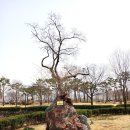 유당공원 내 비군 이미지
