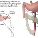 이노동물병원 이미지