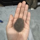 명랑핫도그(하남풍산점) | 2026년 3월 모음집