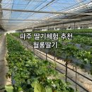 월롱농장 | 파주 월롱딸기농장 7살 체험 후기 월롱 근처 식당 추천