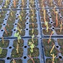 개화농장 이미지