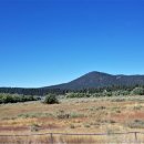 팜스프링 이미지