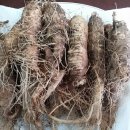 더덕농장 이미지