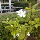 Flower blossom 이미지